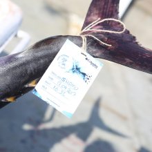 Shamu - Balık Karşılama (28).JPG