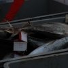 Alaçatı Fishing 2011 2.Gün